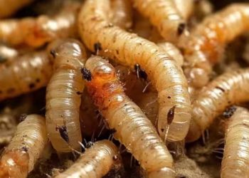 «México confirma casos de miasis por gusano barrenador en humanos»