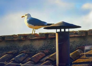 GAVIOTA CUANDO HABIA HUMO