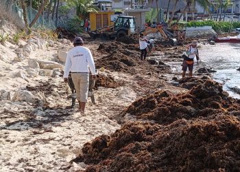 «Invasión de sargazo moviliza a autoridades: Operativo conjunto en Playa del Carmen»