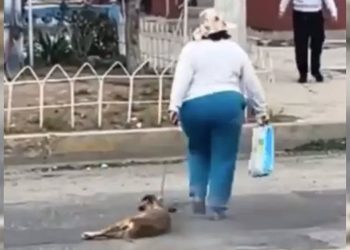 maltrato animal en pachuca