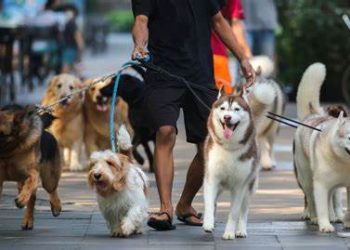 Licencia obligatoria para paseadores de perros propone el PT