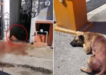 maltrato animal en Cancún, agresión a perro con machete