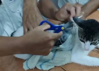 michinarco, gato con droga