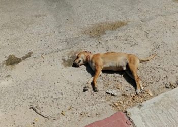 perrito atropellado en Chetumal, perro fallecido en Chetumal