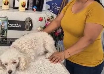 perrito de Debanhi, perrito triste Debanhi, perrito en tumba Debanhi