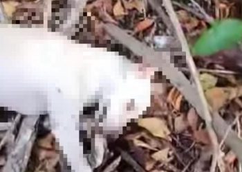 perritos envenenados en cancún