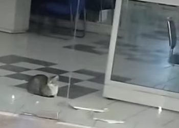 gatito atrapado en Chetumal