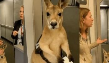 Todo lo que ves en esta imagen no existe, canguro en aeropuerto engaña a miles en redes sociales