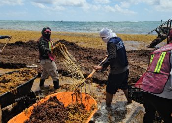 «Othón P. Blanco combate el sargazo: Más de 100 toneladas retiradas en playas de Mahahual»