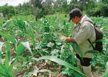 Campo yucateco de mal en peor: piden un pacto sin mafias y con mayores apoyos