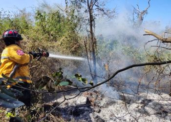 Controlan incendio en CTM y Lilis gracias a respuesta inmediata del Gobierno de Playa del Carmen