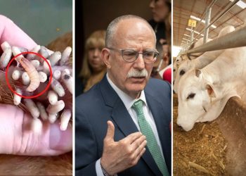 EE.UU. cierra frontera al ganado de México por gusano barrenador