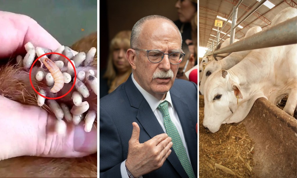 EE.UU. informó que cierra su frontera al ganado que entra por México por la presencia del gusano barrenador del Nuevo Mundo; esto sabemos