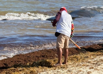 Reforzarán limpieza de sargazo en Playa del Carmen ante llegada masiva