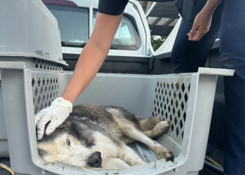 Rescatan a Husky víctima de maltrato animal en Cancún