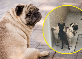 Maltrato animal en Chalco: hallan sin vida a un perro pug en una vivienda