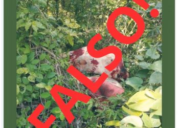 #InformaciónOficial | Falsa noticia sobre supuesto hallazgo en Palmas I
