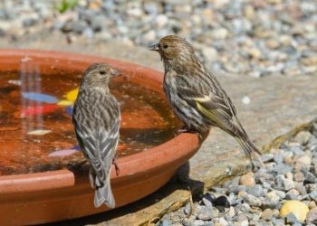 Instrucciones para ponerle agua fría a los pajaritos y que no mueran de sed