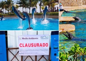 Profepa cierra delfinario de hotel Barceló en la Riviera Maya por caso Mincho: millonaria multa