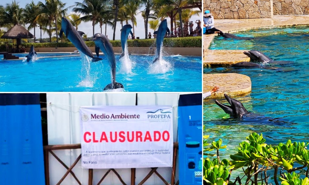 Profepa clausura delfinario del hotel Barcelo en la Riviera Maya tras caso de maltrato al delfín Mincho y más anomalías e impone millonaria multa