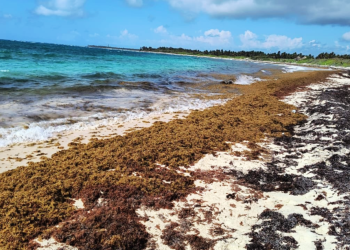 Sargazo en la Península de Yucatán: 2025 sería el peor año para las playas