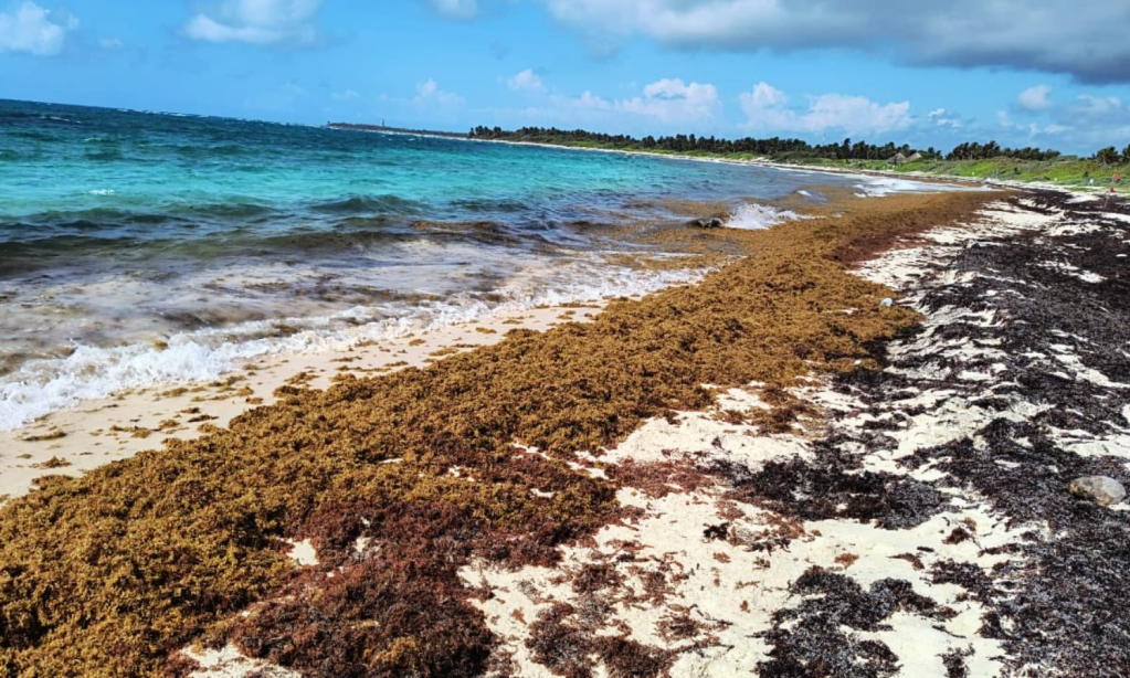 Ante la llegada de sargazo a la Península de Yucatán, especialista indican que 2025 sería el peor año para las playas afectando al turismo y el ecosistema