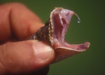 Se dejó morder por más de 200 víboras y con su sangre podría crearse un poderoso antiveneno