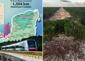 Tren Maya de carga arrasará selva en ramal a Progreso y Cancún: cientos de hectáreas