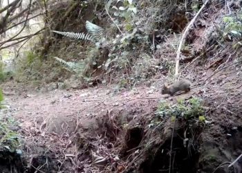 ¡Vivito y coleando! Reaparece conejo que se creía extinto hace más de 120 años