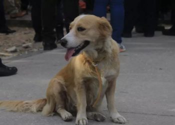 maltrato animal Cancún, venta ilegal mascotas Cancún, cría clandestina perros,