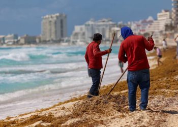 biorrefinería en Quintana Roo, sargazo Quintana Roo 2025,