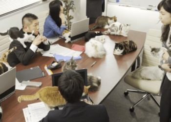 GATOS Y PEROS JAPONESES QUE NIÑOS