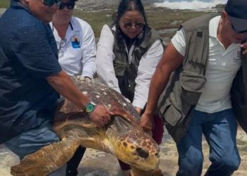 tortuga Caguama Cozumel, rescate tortuga Cozumel, tortuga varada Cozumel,