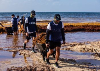 «Estefanía Mercado activa estrategia integral para contener el sargazo en Solidaridad»