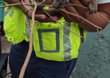 «Estefanía Mercado promueve atención especial para la fauna silvestre»