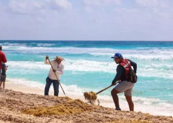 sargazo Quintana Roo, sargazo 2025, sargazo Caribe mexicano, sargazo Tulum, sargazo Cozumel,