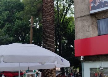 Palmas caen y lesionan a dos personas en Narvarte, CDMX
