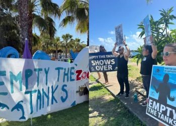 prohibición de delfines en espectáculos, reforma ley vida silvestre, delfines en cautiverio méxico,