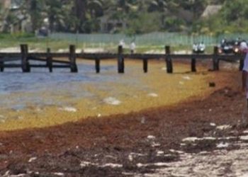 sargazo Quintana Roo, sargazo Cancún, Semar sargazo, UNAM sargazo, arribazón sargazo 2025,