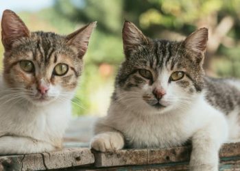 A todo esto ¿cuántos gatos hay en México?