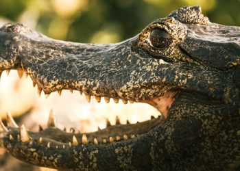 ‘Alcatraz Lagarto’, cárcel rodeada de caimanes y serpientes para migrantes detenidos