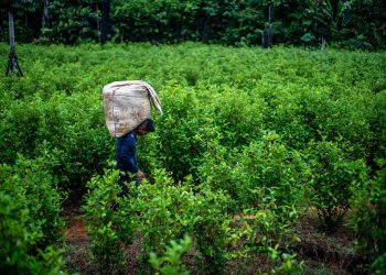 Cocaína es la droga ilegal que más crece en el mundo, aquí la razón