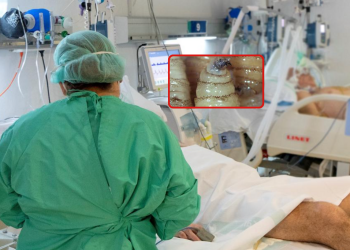 El gusano barrenador “devorador de hombres” enferma a más mexicanos