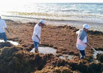 Gobierno de Estefanía Mercado refuerza estrategia contra el sargazo con acciones coordinadas y trabajo permanente en Playa del Carmen