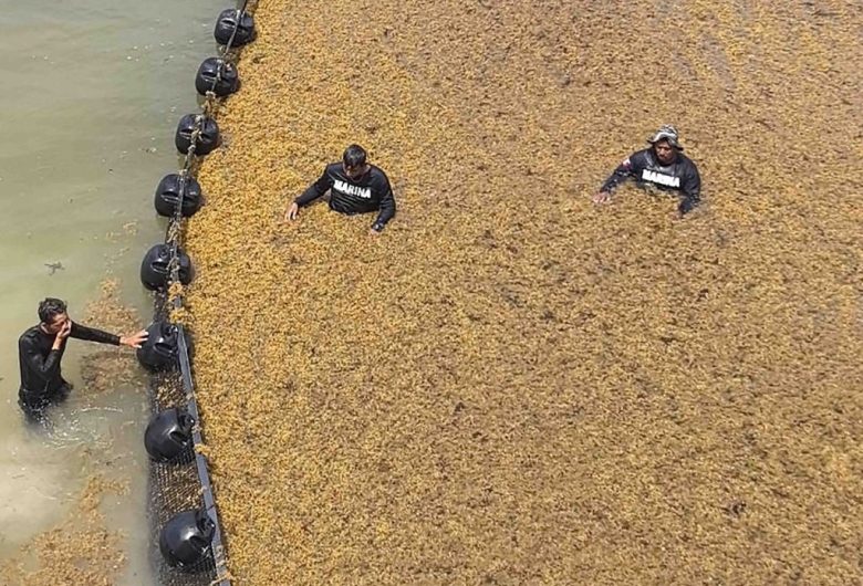 Grandes cantidades de sargazo han llegado a playas de Quintana Roo (Foto de El Universal)