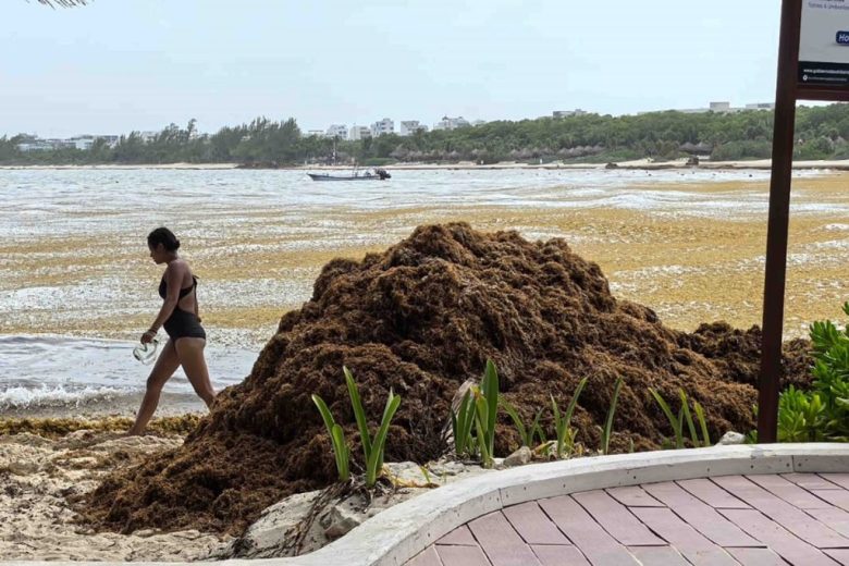 Grandes cantidades de sargazo han llegado a playas de Quintana Roo (Foto de El Universal)