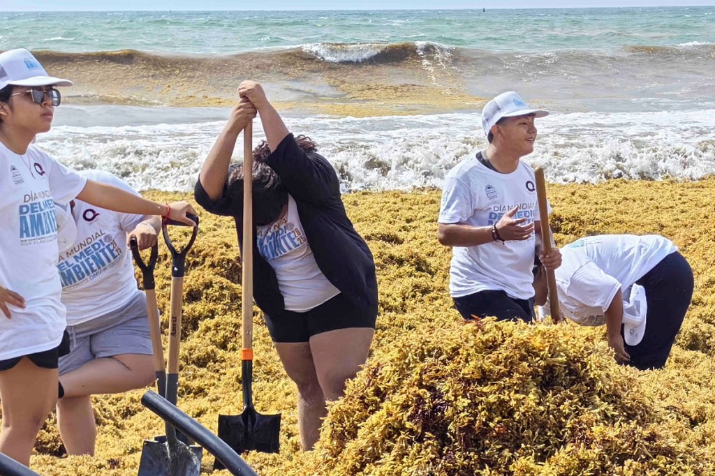 Grandes cantidades de sargazo han llegado a playas de Quintana Roo (Foto de El Universal)