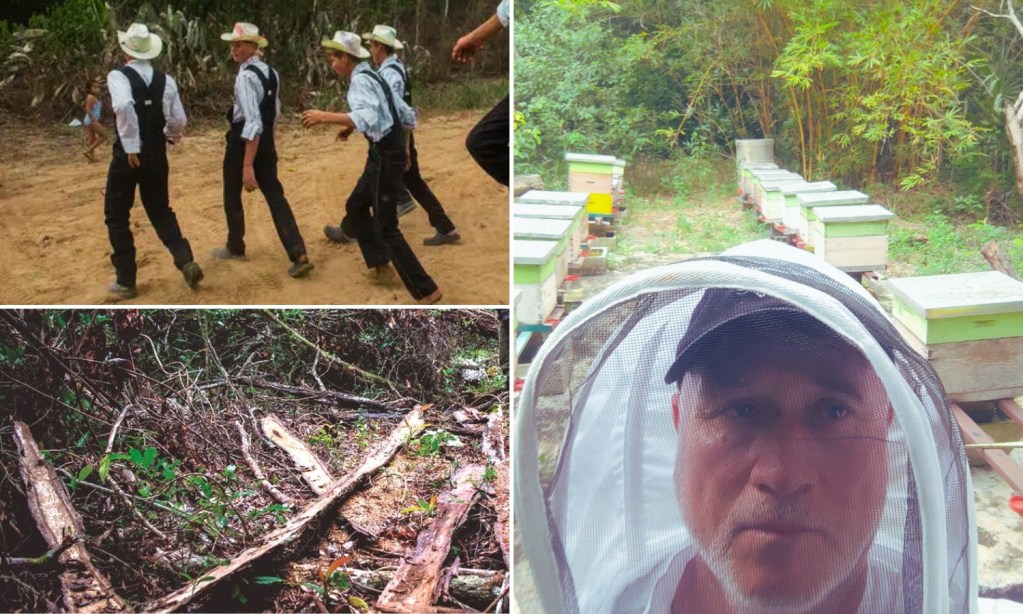 Los menonitas en la Península de Yucatán causan “ecocidio”, con prácticas que dañan abejas, selva y biodiversidad, dice organización apícola