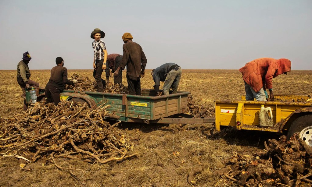 Menonitas partieron de México para asociarse con una empresa de diamantes en África, tras la oposición de apicultores por la deforestación.