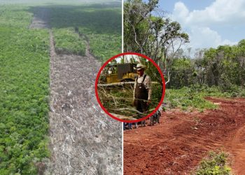 Menonitas talan 2,600 hectáreas de selva maya en Yucatán, Campeche y Quintana Roo: Profepa